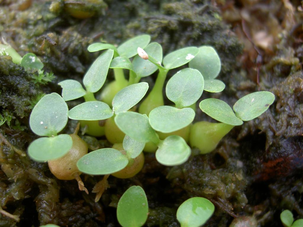 Myrmecodia echinata, seedlings